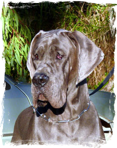 Lucky Luciano di Casa Aaron