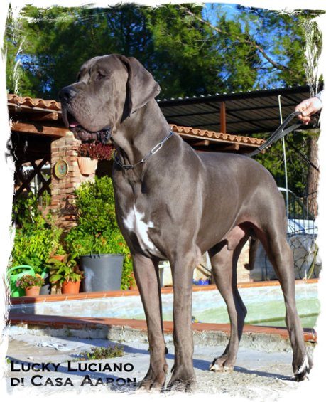 Lucky Luciano di Casa Aaron