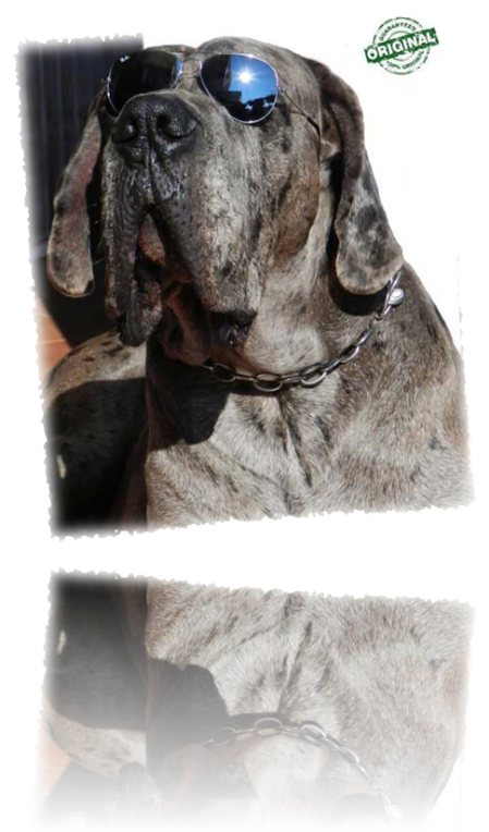 Alano Merle
