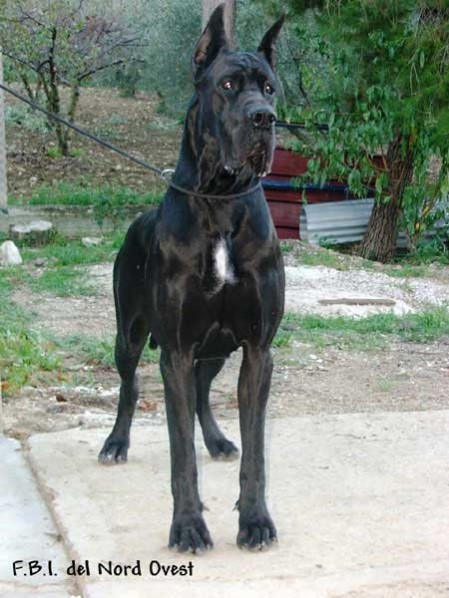 Alano nero