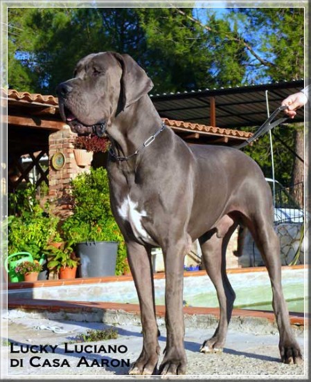 Alano blu