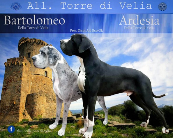 Cucciolata alano nero ed arlecchino 2021