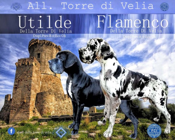 Cucciolata alano nero ed arlecchino